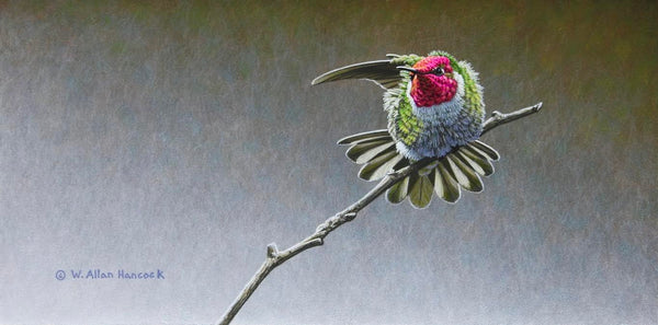 W. Allan Hancock artwork 'Side Stretch - Anna's Hummingbird' at White Rock Gallery