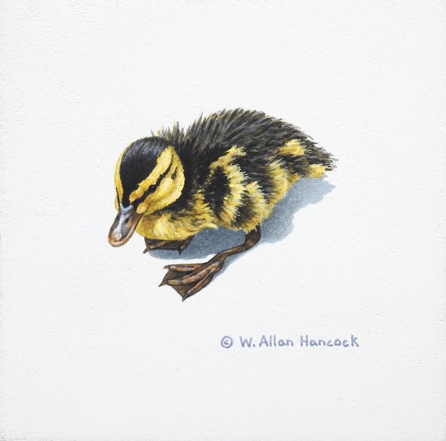 W. Allan Hancock artwork 'Mallard Duckling 1' at White Rock Gallery