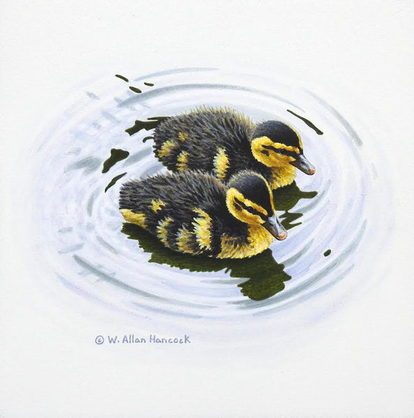 W. Allan Hancock artwork 'Mallard Ducklings' at White Rock Gallery