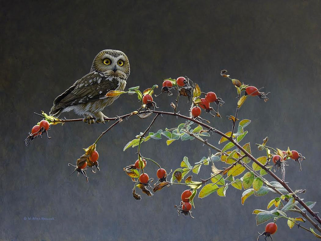 W. Allan Hancock artwork 'On the Dotted Line - Saw-whet Owl' at White Rock Gallery