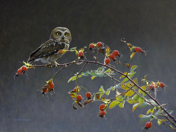 W. Allan Hancock artwork 'On the Dotted Line - Saw-whet Owl' at White Rock Gallery