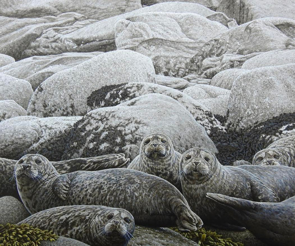 W. Allan Hancock artwork 'Coastal Camouflage - Harbour Seals' at White Rock Gallery